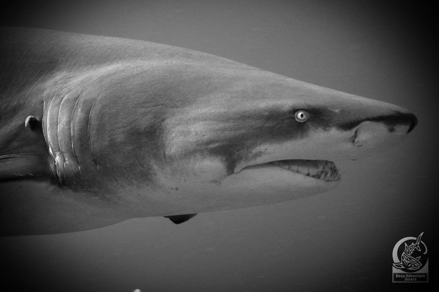 Shark Diving in Fiji